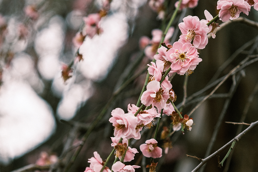 レトロコインonline