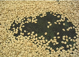 ワールドビーンズショップ / コロンビア アンジェリカSP