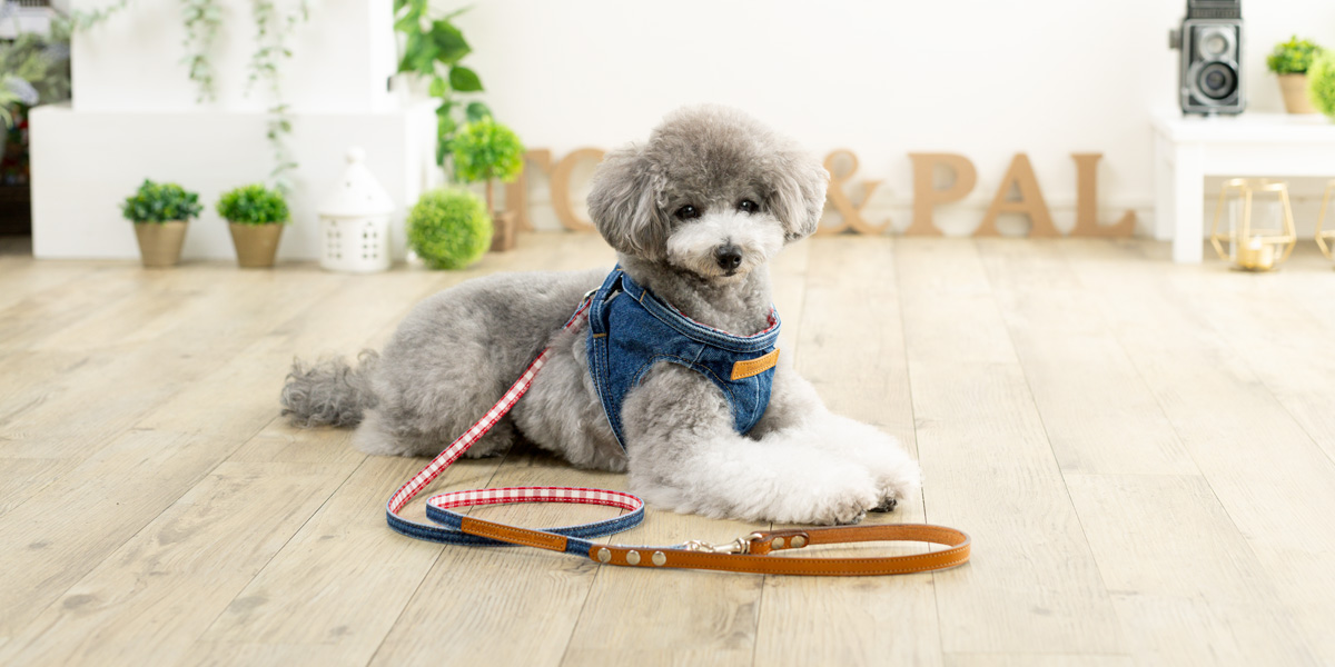 BODY HARNESS（ボディーハーネス）／デニム：Toto & Pal