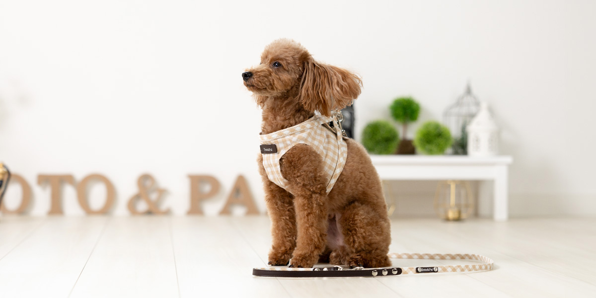 BODY HARNESS（ボディーハーネス）／マンチェスター：Toto & Pal