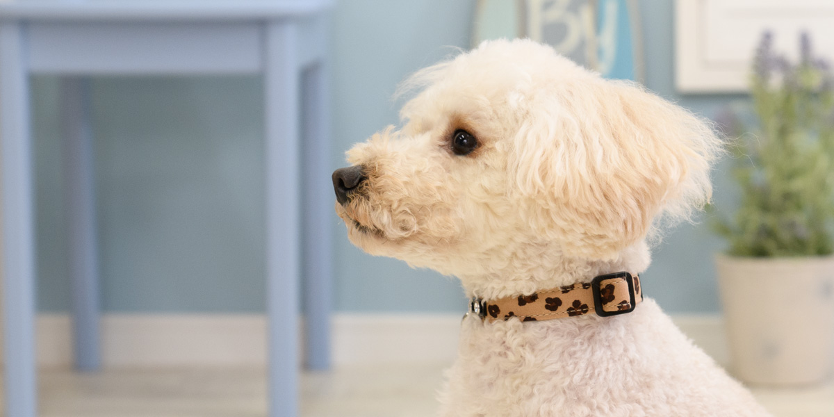 COLLAR（首輪）／レオパード：Toto & Pal（トトアンドパル）公式通販