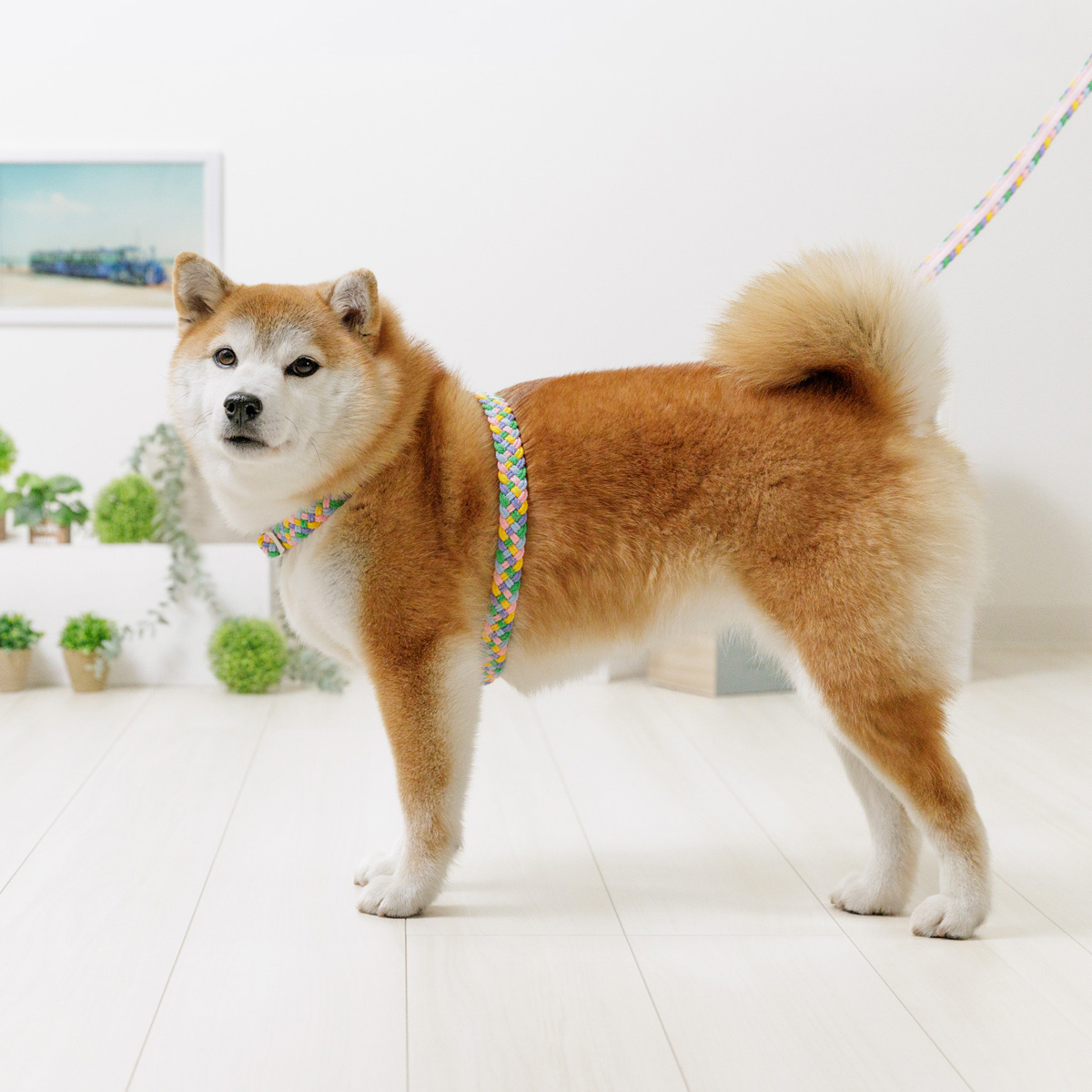HARNESS（ハーネス）／カラフルブレード首入れ：Toto & Pal