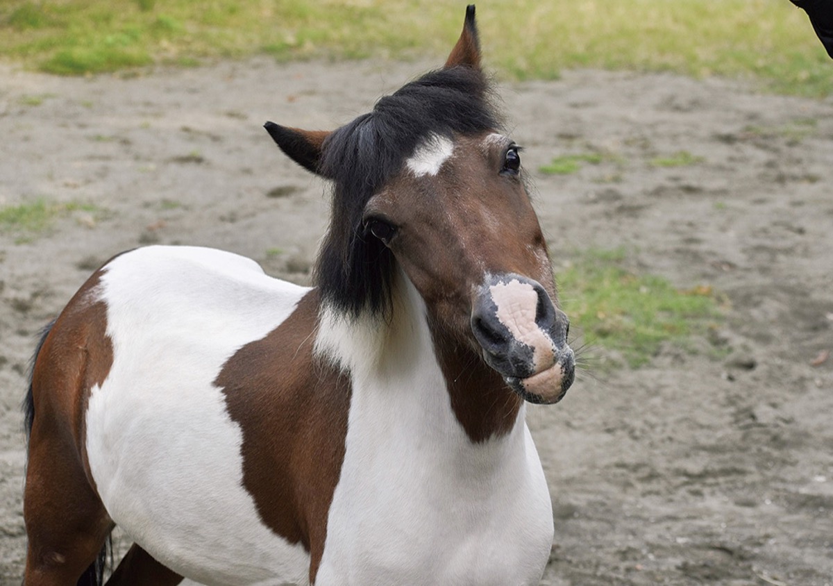 とんぼ玉の楽しさ伝える 中白根在住・吉田さん | 旭区・瀬谷区