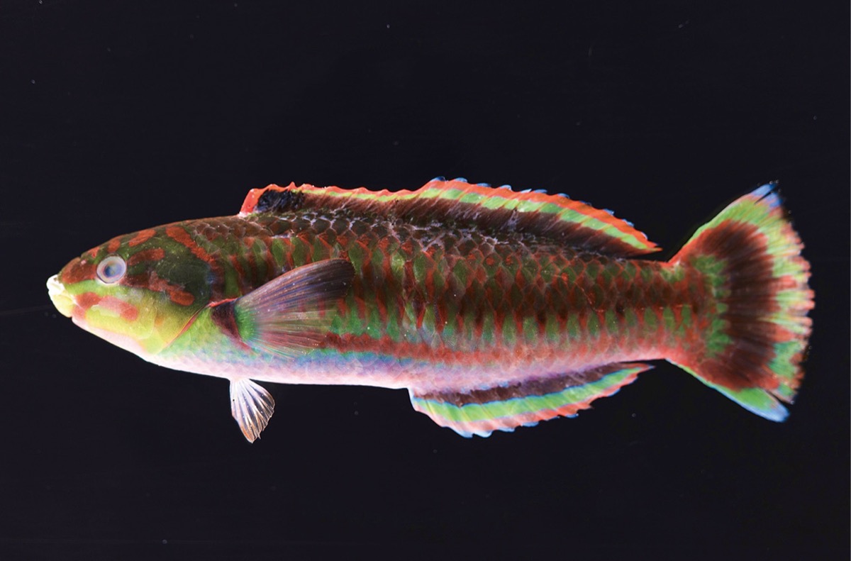 学芸員のイチ推し！ －連載 Vol.40－色も生き方もユニークな