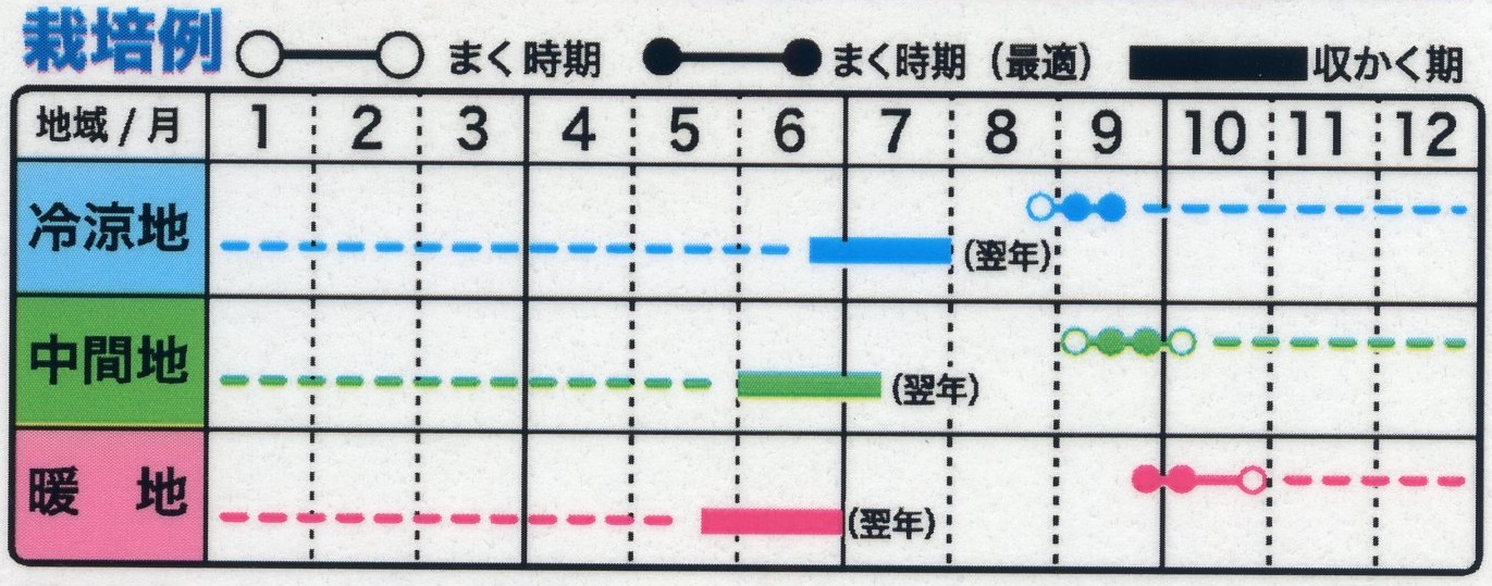 タマネギ | 野菜のタネ | 株式会社トーホク