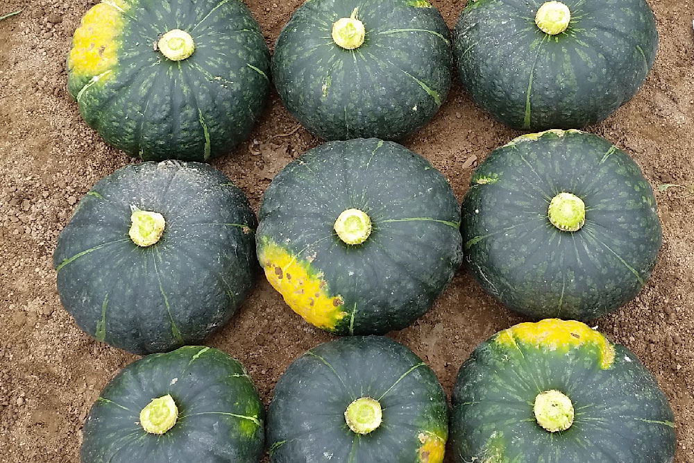 カボチャ 【TSX−820】 業務加工用品種・抜群の肥大性で平均果重