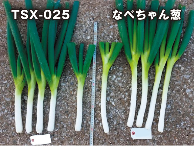 ネギ 【TSX−025】 宅配ボックスに入るミニネギ トキタ種苗の野菜