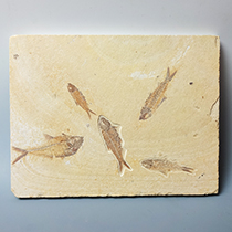 魚の化石（Knightia/Diplomystus）｜化石販売・鉱物販売の東京サイエンス