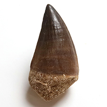 モササウルスの歯（Mosasaurus）｜化石販売・鉱物販売の東京サイエンス