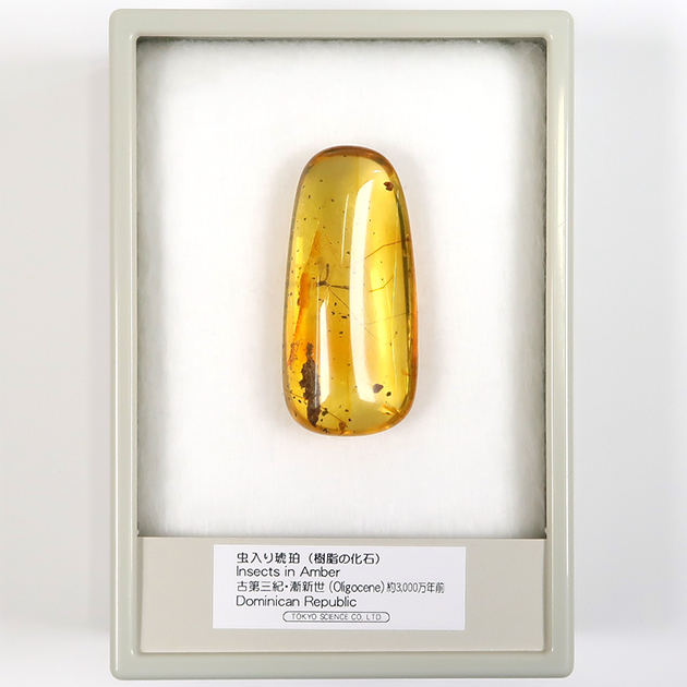 虫入り琥珀（Insects in Amber）｜化石販売・鉱物販売の東京サイエンス
