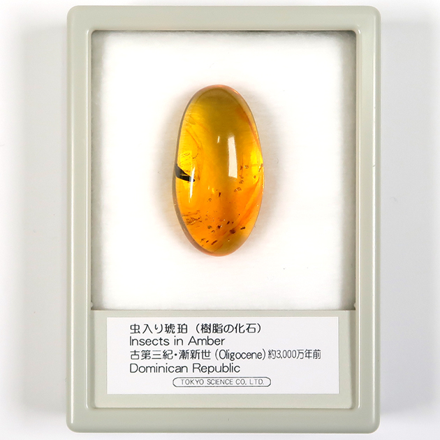 虫入り琥珀（Insects in Amber）｜化石販売・鉱物販売の東京サイエンス