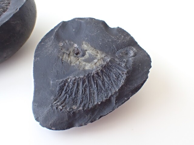 AL0034 【稀少】 ネパール産 アンモナイト 化石／Saligram（サリグラム