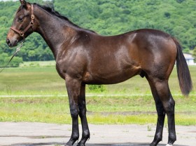 キングカメハメハ産駒の代表産駒 :: 一口馬主DB