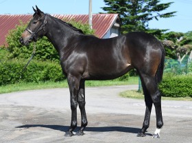 キングカメハメハ産駒の代表産駒 :: 一口馬主DB