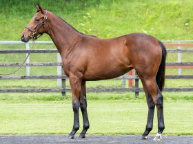 ルヴァンスレーヴ産駒の分析サマリー :: 一口馬主DB