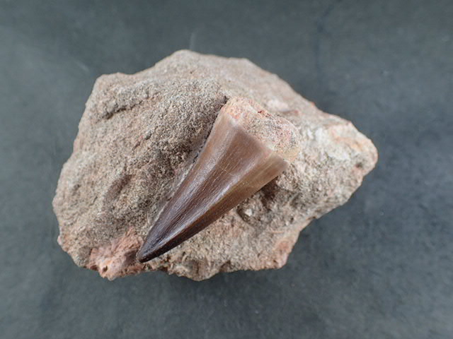 モササウルス（学名 ： Mosasaurs sp)の歯の化石 時代 ： 白亜紀後期