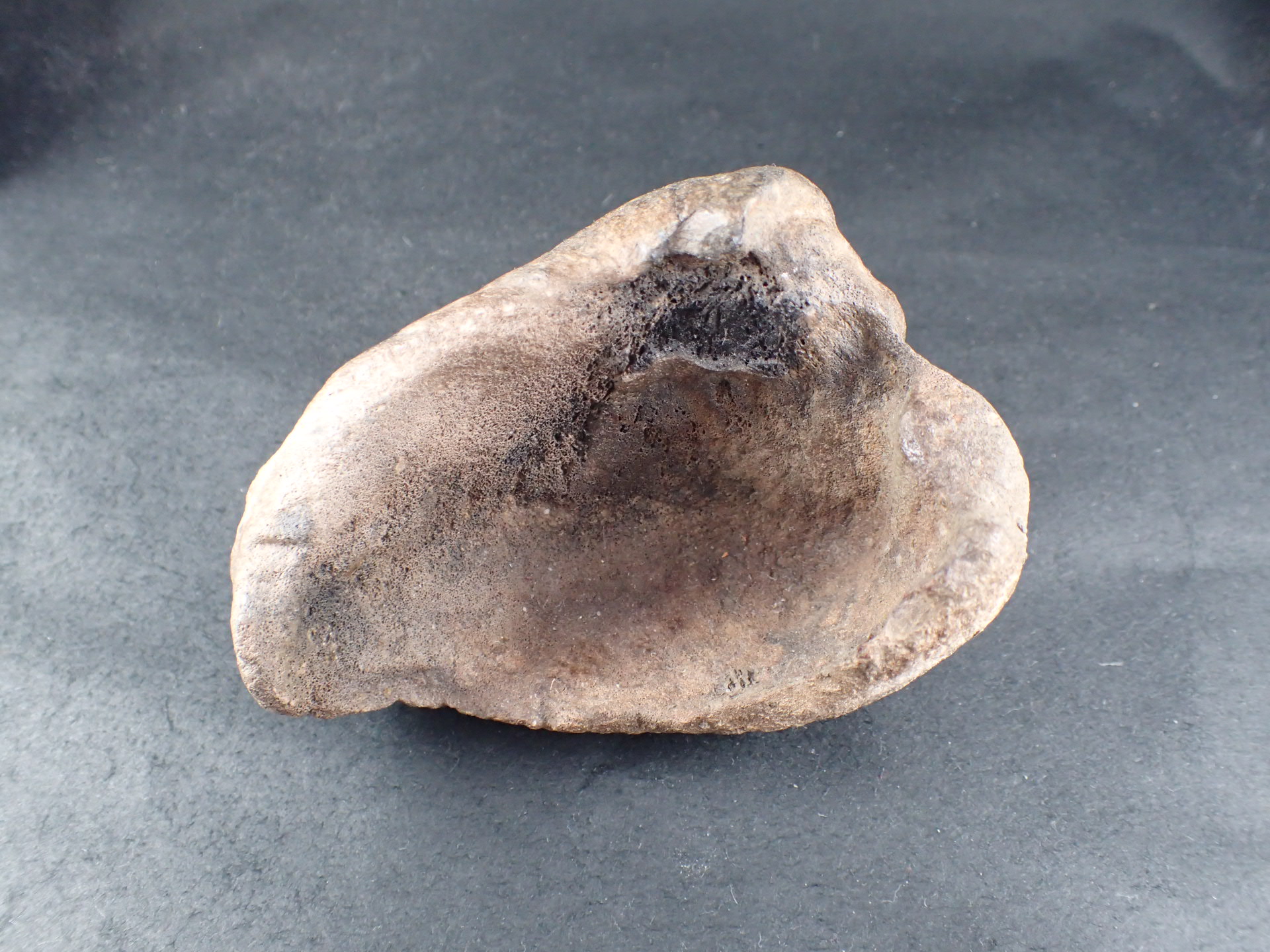 クジラの耳骨の化石 Fossil Whale Middle Ear Bone(Tympanic Bulla