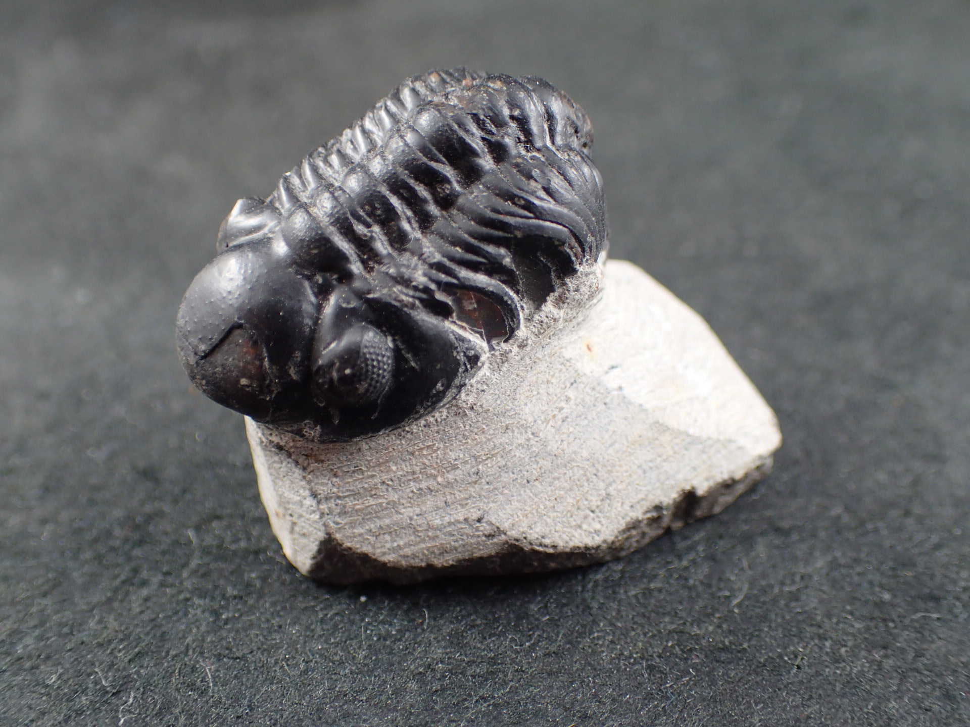三葉虫 化石（Trilobite Fossil)（学名 ： Phacoida.sp） 時代