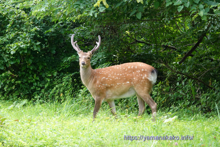 カメラ目線で鹿記念撮影 | 山中湖観光情報気まぐれブログ