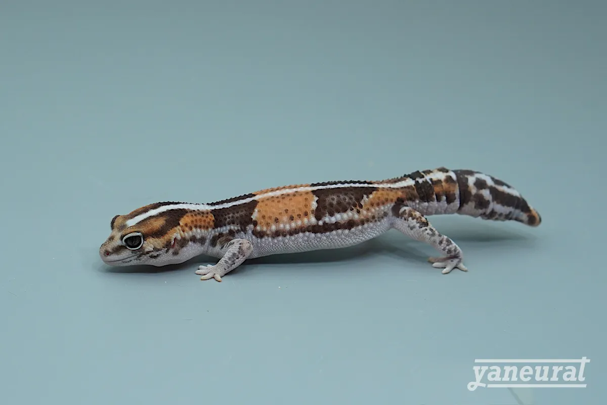 G02272】ニシアフリカトカゲモドキ ノーマルストライプ ￥sold out