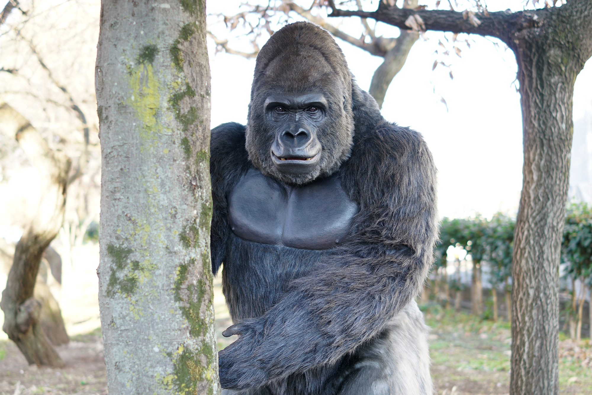 Gorilla Body Suit [GORILLA HALL Mascot Character (Store Manager