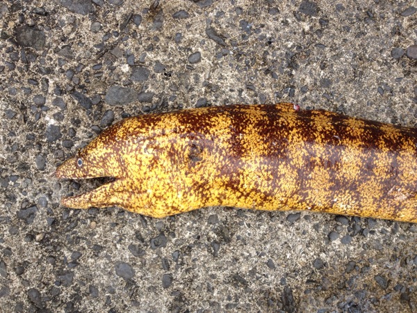 ウツボ(2013.10.22) - WEB魚図鑑