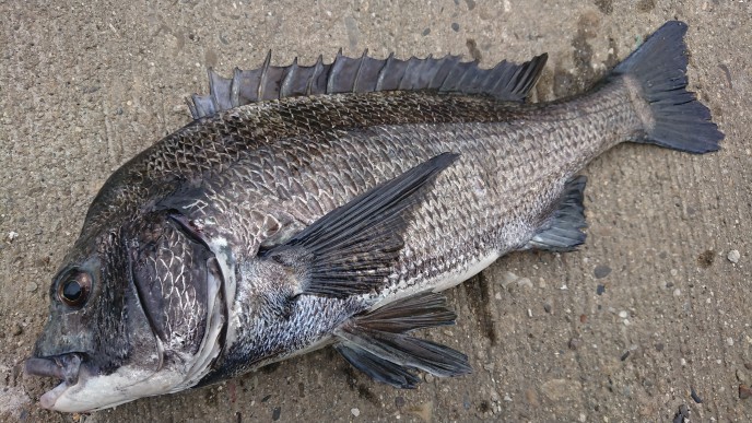 d411105花鯛 2.5 津軽 d411105花鯛 2.5 津軽 【公式通販】