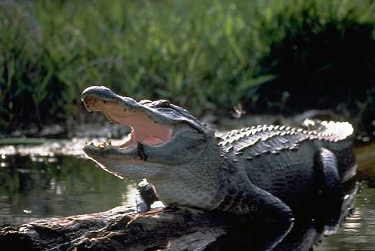 What's the Largest Alligator You Can Find at a Zoo? - A-Z Animals