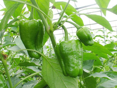 ピーマン | JA会津よつば