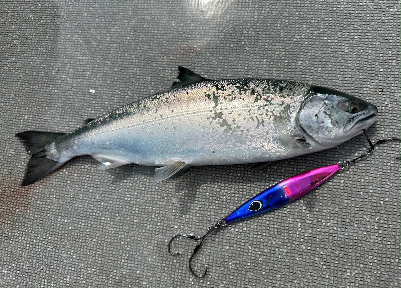 オフショア実釣】人気の北海道サクラマスジギングの準備＆タックル解説