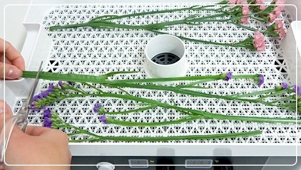 半日で作れる！】フードドライヤーでドライフラワーを作ってみた
