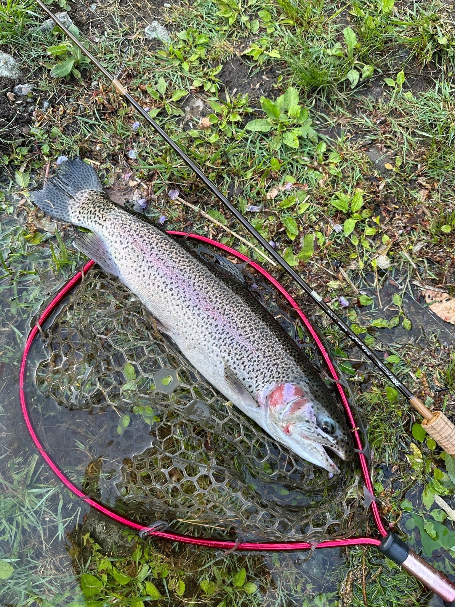 エリアトラウトの革新的ルアー・ロデオクラフト【ウッサXS】【ウッサS