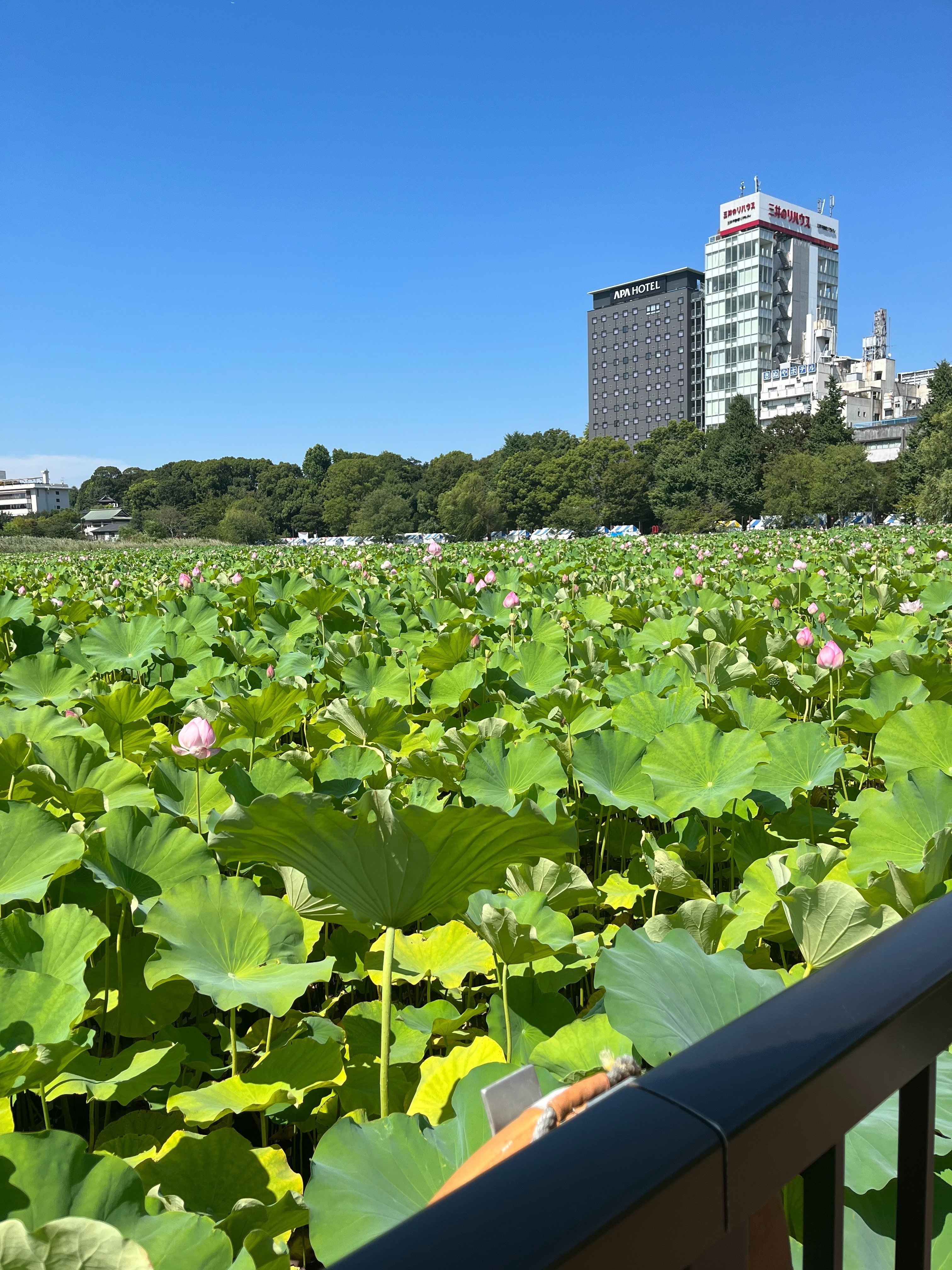 上野「モネ展」の睡蓮と不忍池の「蓮」、最後はスイーツで締める