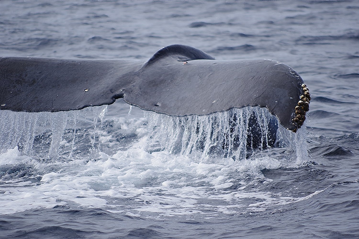 午前も午後も座間味北側は、クジラだらけ～！｜座間味村ホエール