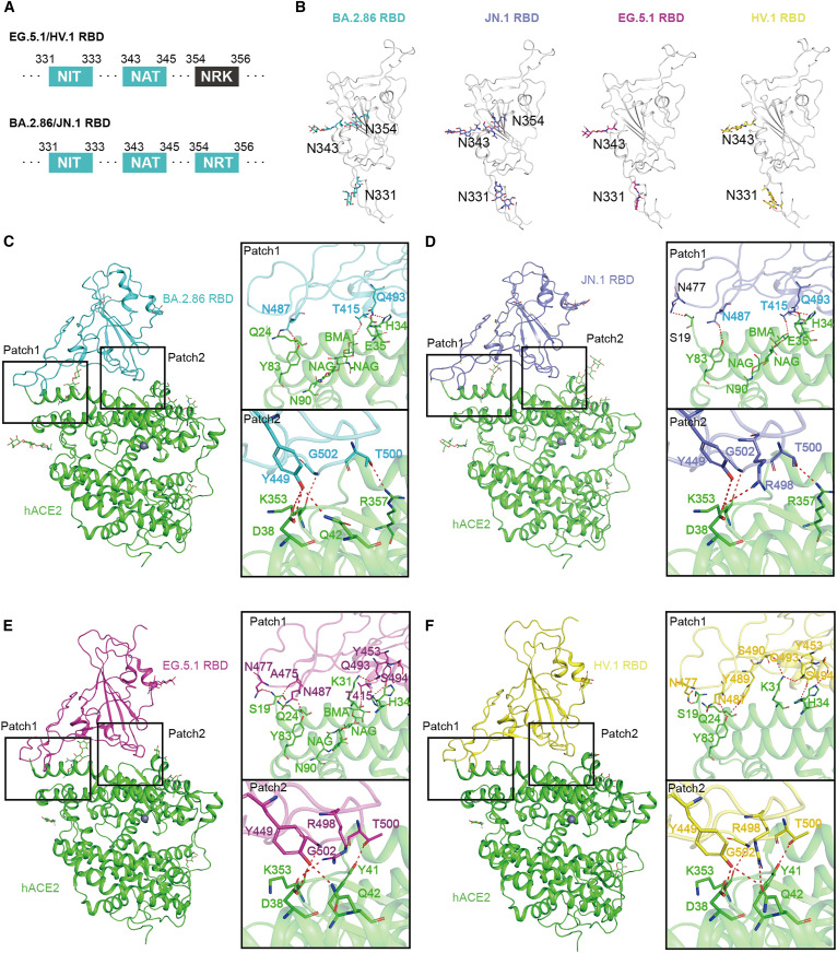 Spike structures, receptor binding, and immune escape of recently