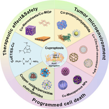 Cuproptosis and its cooperative role in cancer therapy: exploring