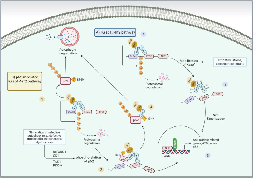 NRF-mediated autophagy and UPR: Exploring new avenues to overcome