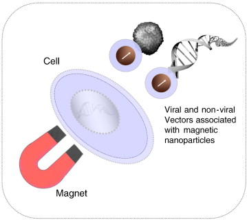 Magnetically enhanced nucleic acid delivery. Ten years of