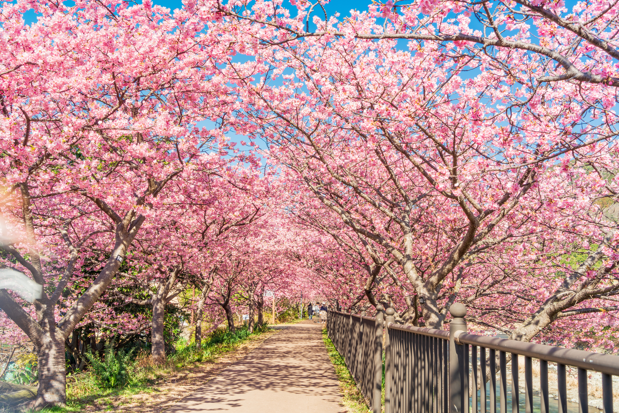 河津桜並木道／河津川沿いの足湯 | 観光・体験 | 伊豆観光公式サイト