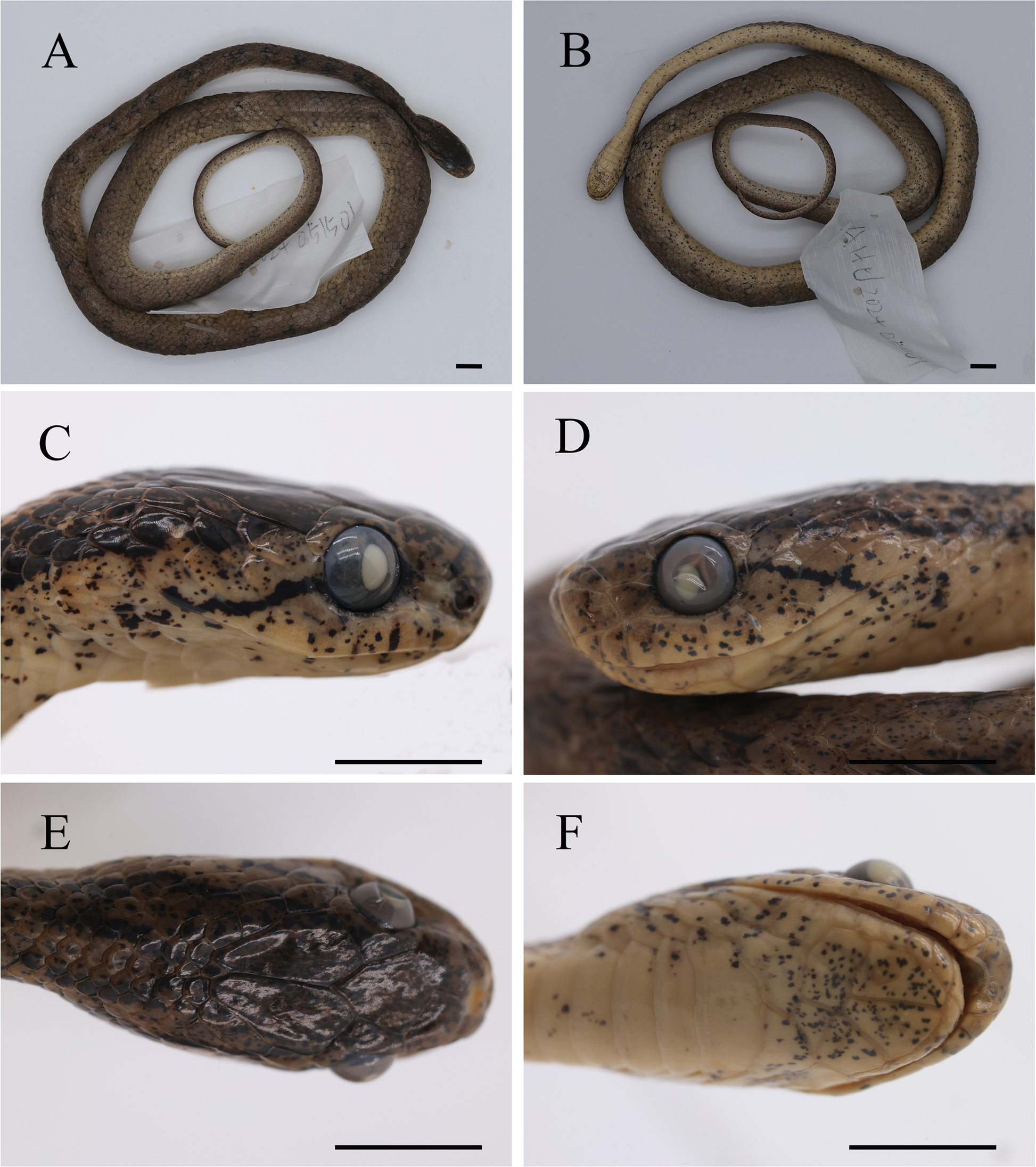 Taxonomic and distributional revision of Pareas boulengeri