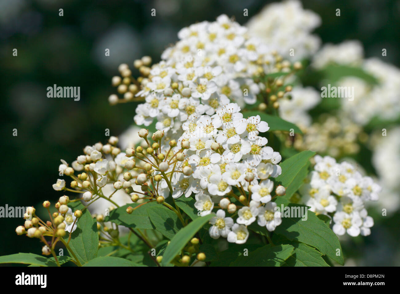 Reeves spirea hi-res stock photography and images - Alamy