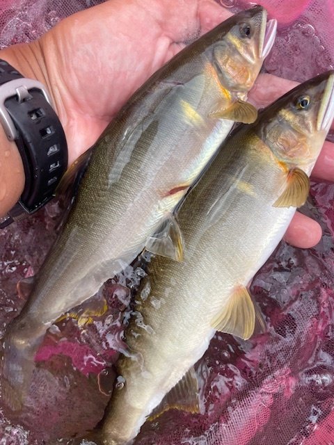 ダイワ 鮎竿 銀影競技スペシャル MT(メガトルク) 90・K(7ピース)【大型