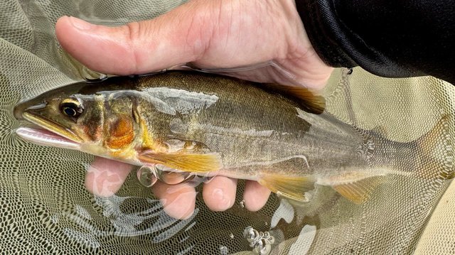 ダイワ 鮎竿 銀影エア ショートリミテッド(SHORT LIMITED) MT 80(7