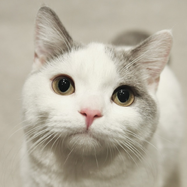 三宮店｜猫カフェ MOCHA(モカ)