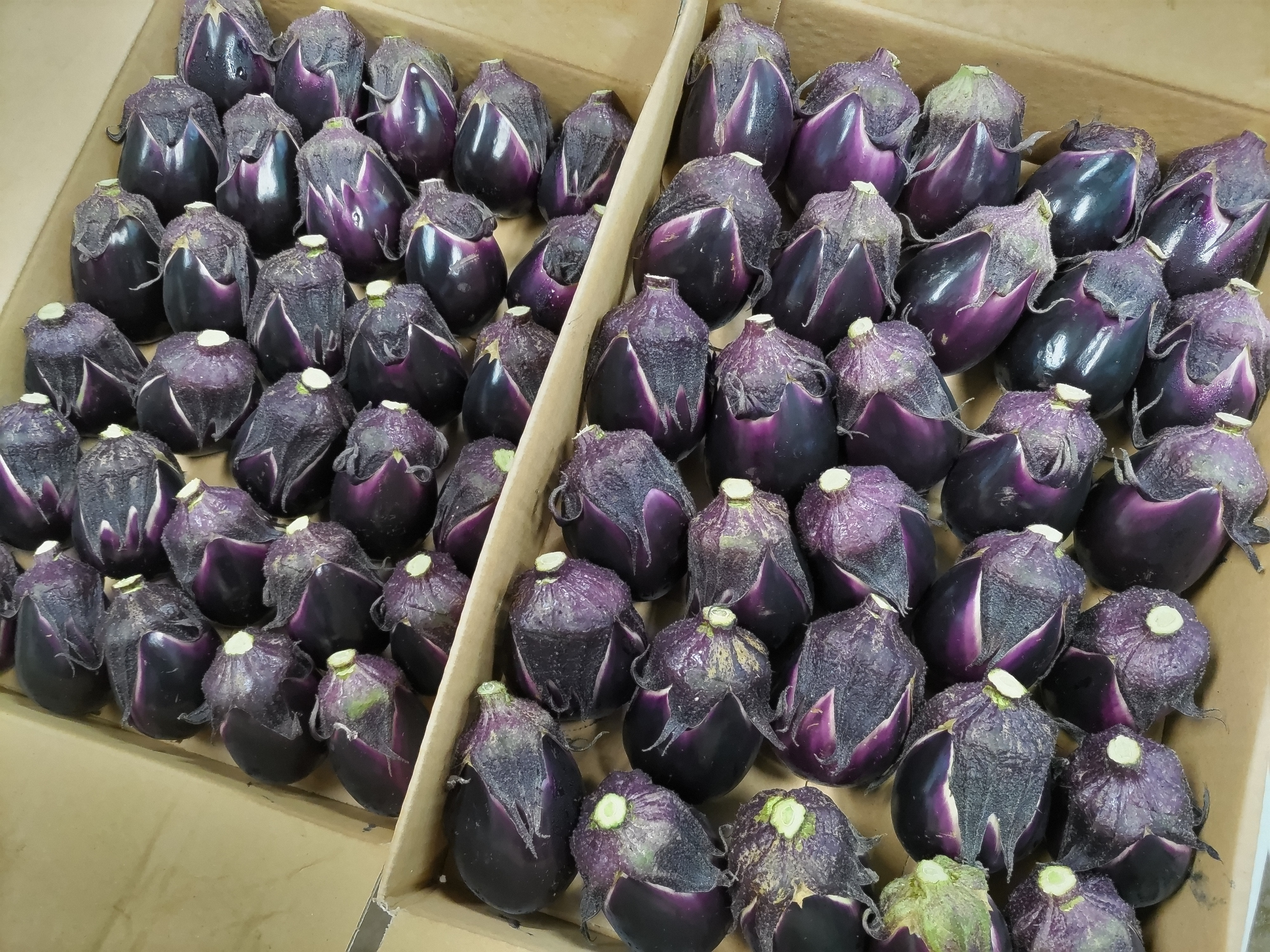 今年も来ました「新潟十全茄子」 - 東京 手造り漬け物の坂井善三商店