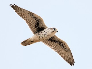 ソウゲンハヤブサ - eBird