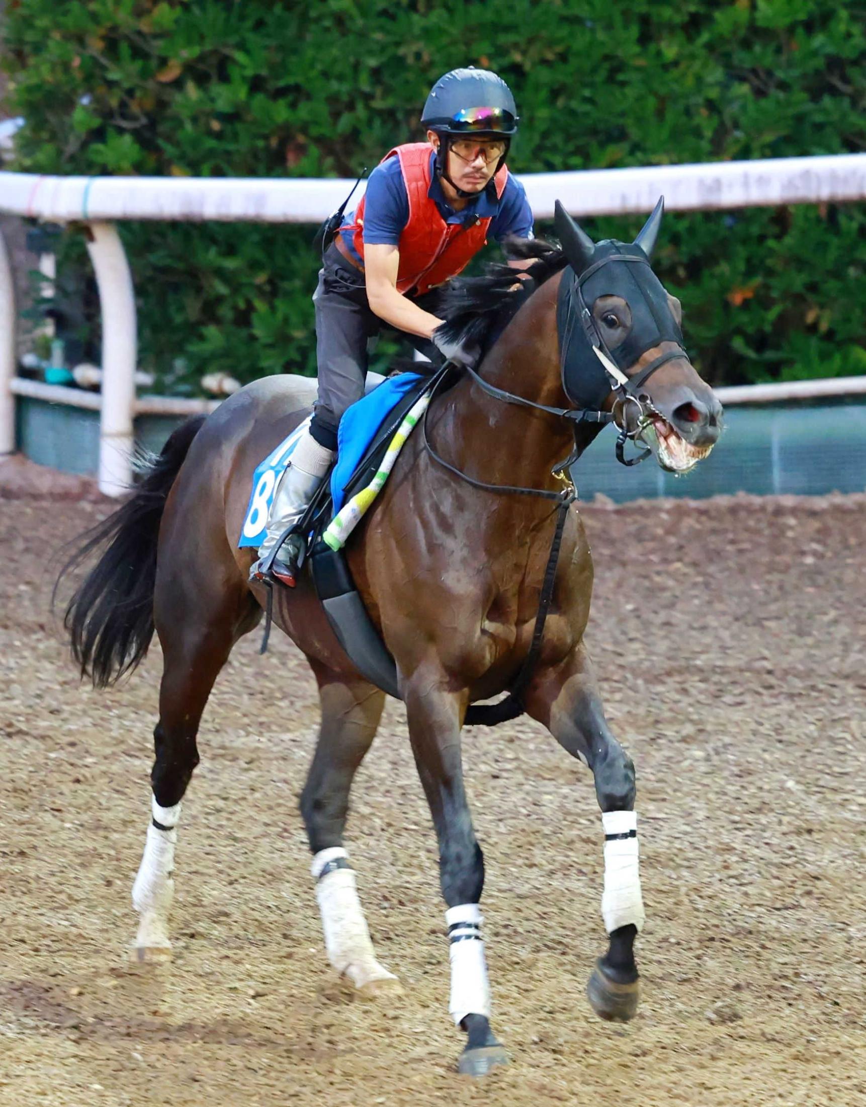 コイウタの2015」が4100万円で落札 父はロードカナロア/千葉