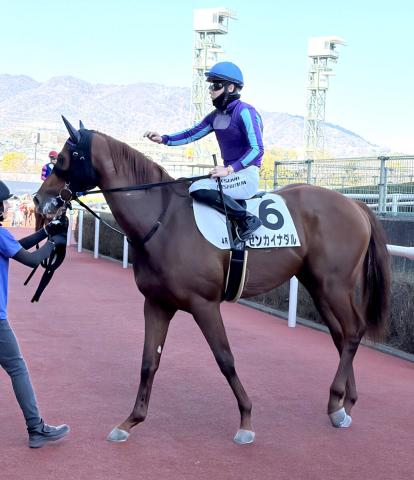 ゴールドシップ母ポイントフラッグ死亡 | 競馬ニュース - netkeiba