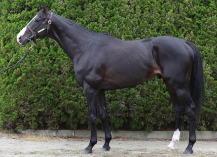 イクイノックス (Equinox) | 競走馬データ - netkeiba