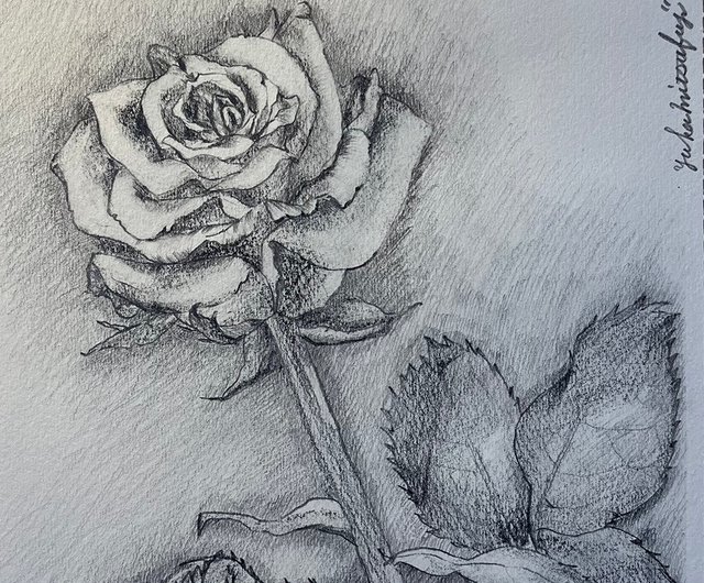 美しいバラの花の鉛筆画 【額装済み・配送料無料】オリジナルイラスト